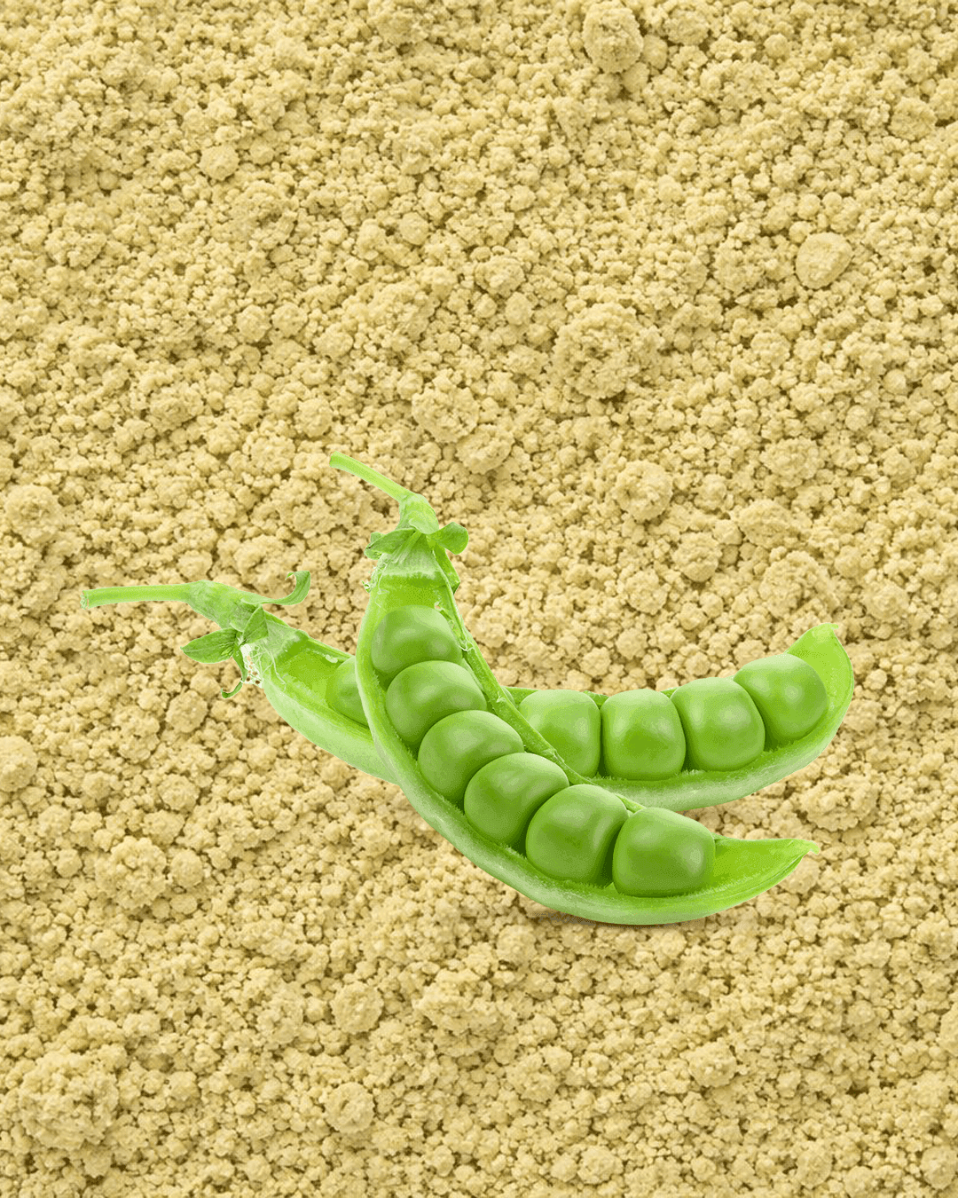Pea Protein